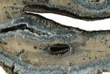 Mammoth Molar Slice With Case - South Carolina #291069-2